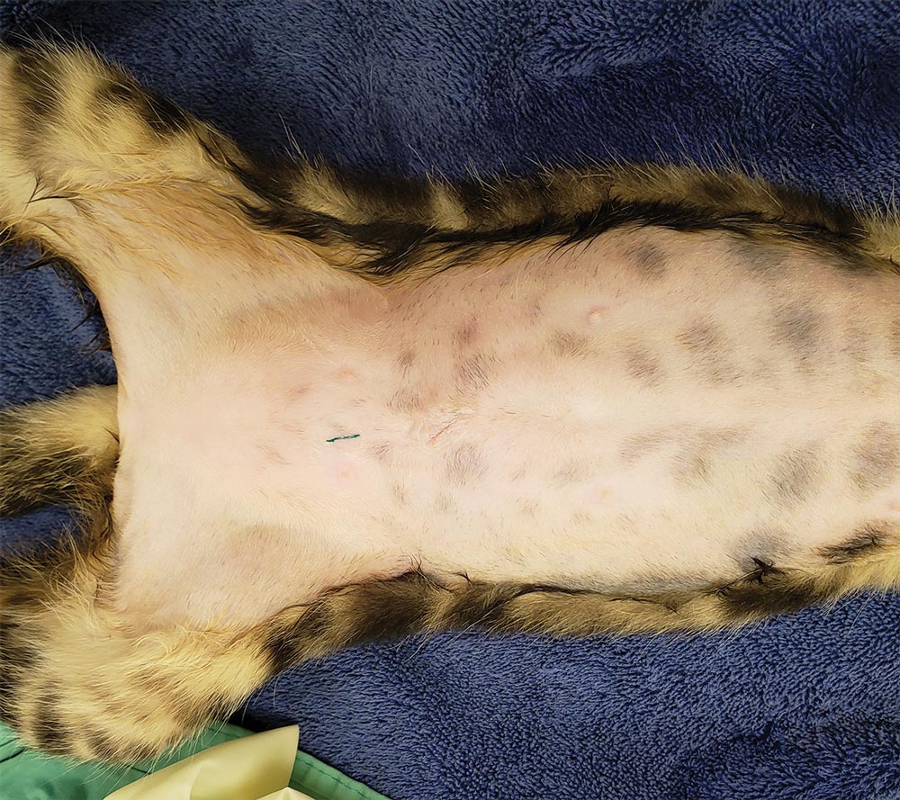 Shaved dog's stomach with small stitches after spaying procedure