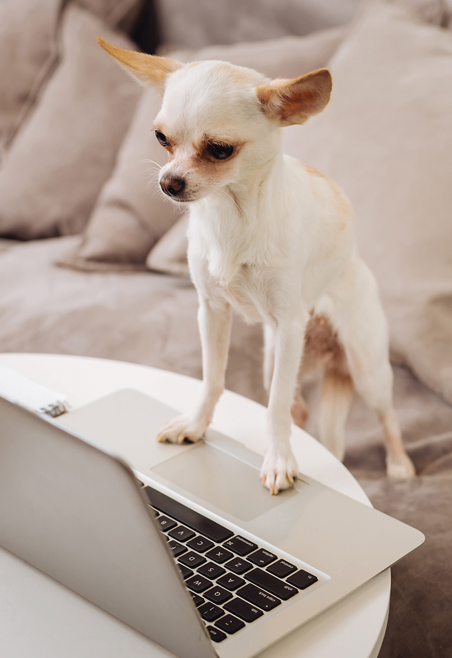 A small chihuahua in front of a laptop 