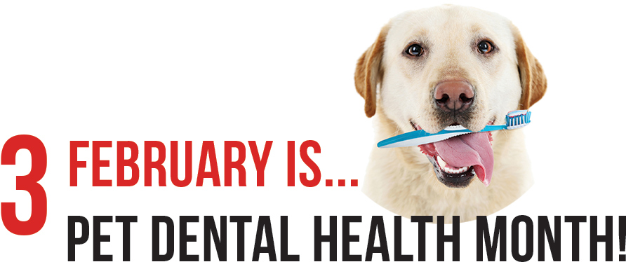 February is Pet Dental Health Month!