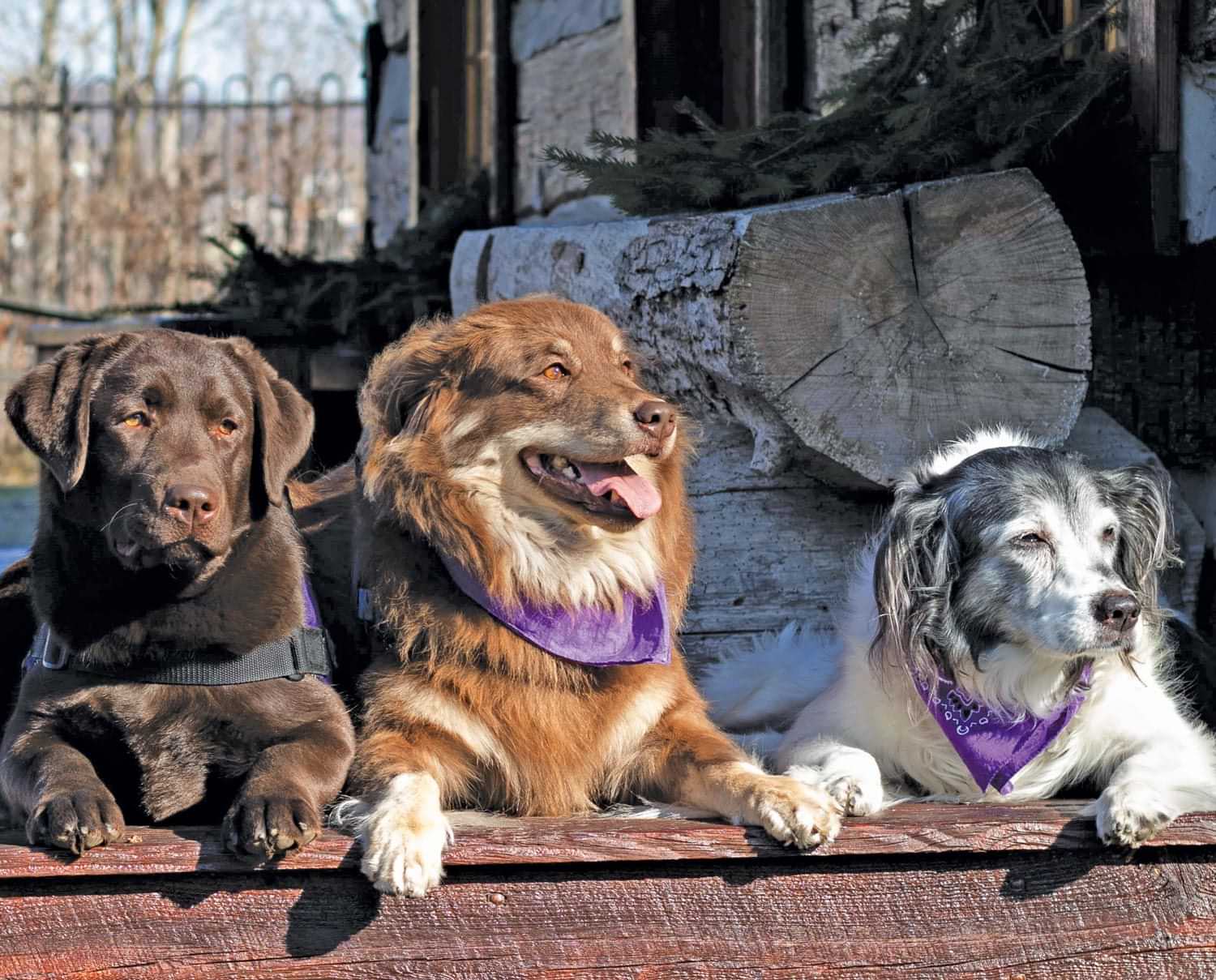 three large breed dogs wearing purple scarfs lay side by side
