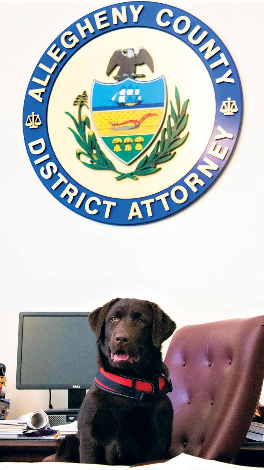 a large chocolate Labrador sits on a red swivel arm chair at a desk while the Allegheny County District Attorney seal sits on a wall in the background
