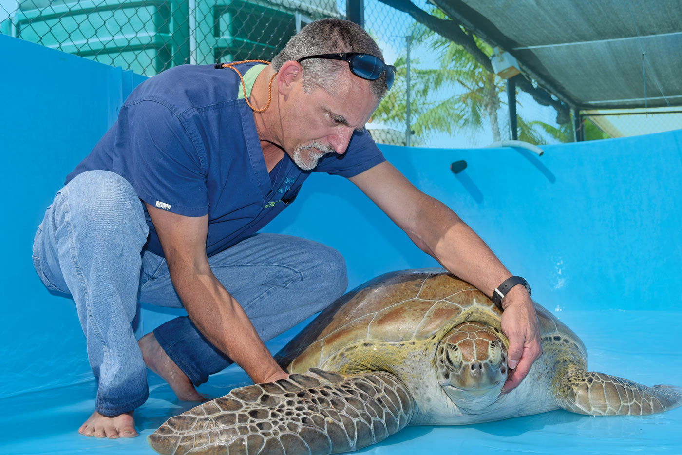 Dr.Doug Mader working with a turtle in a shallow pool