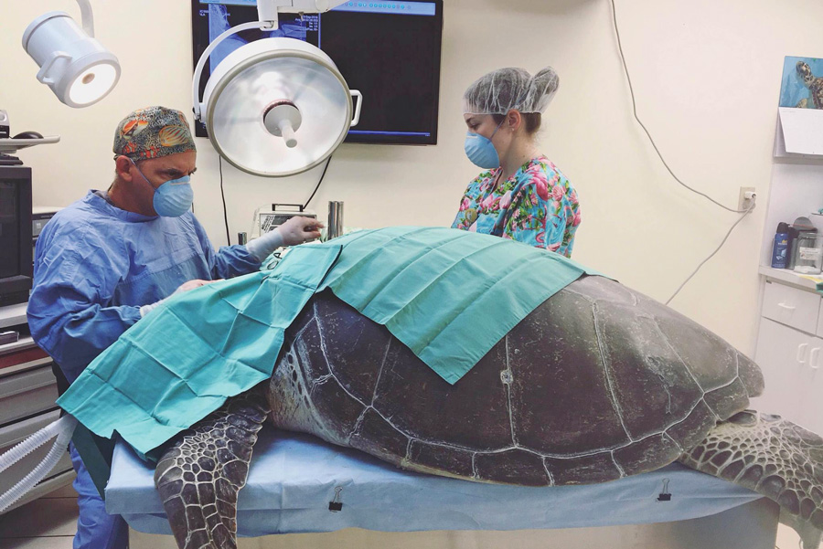 two veterinarians performing surgery on a turtle
