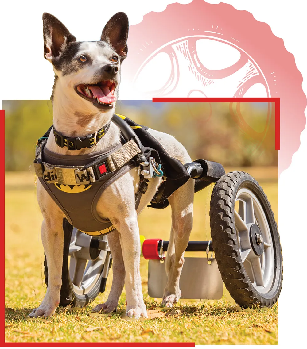 cart assisted dog wearing a batman harness