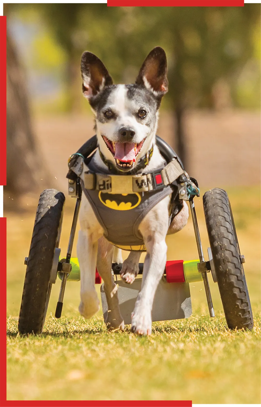 cart assisted dog running towards the camera wearing a batman harness