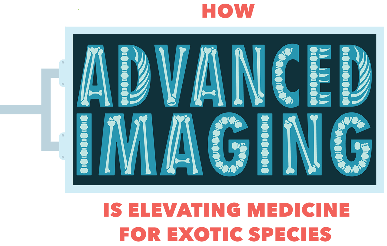 How Advanced Imaging is Elevating Medicine For Exotic Species typographic title