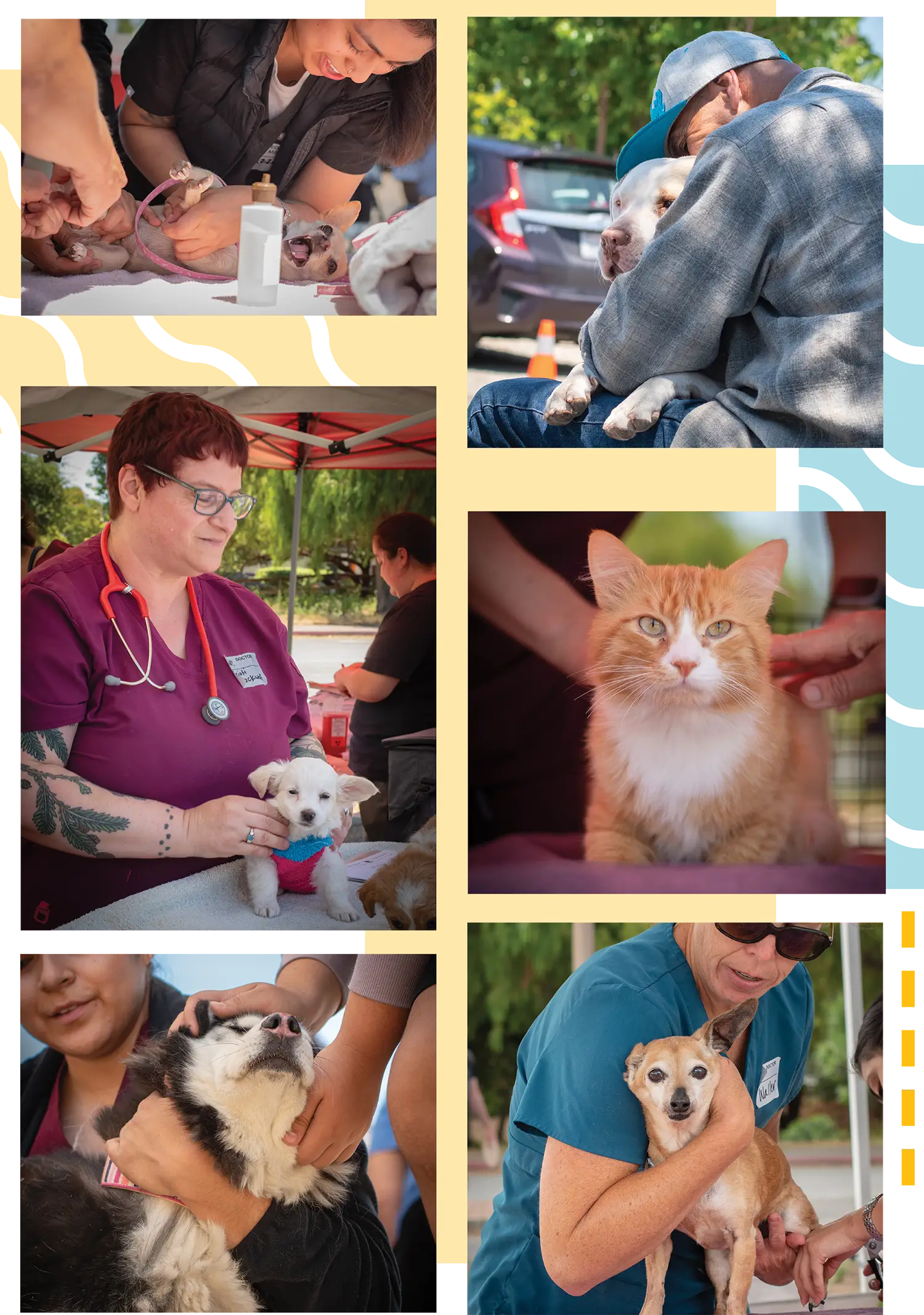 collage of vets helping cats and dogs