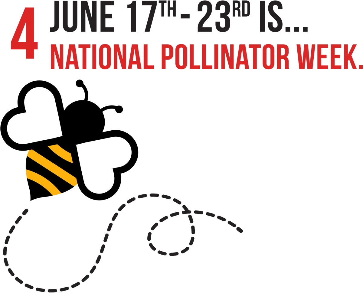 Number 4 - June 17th - 23rd is... National Pollinator Week. typography accompanied by a digital vector illustration a flying bee