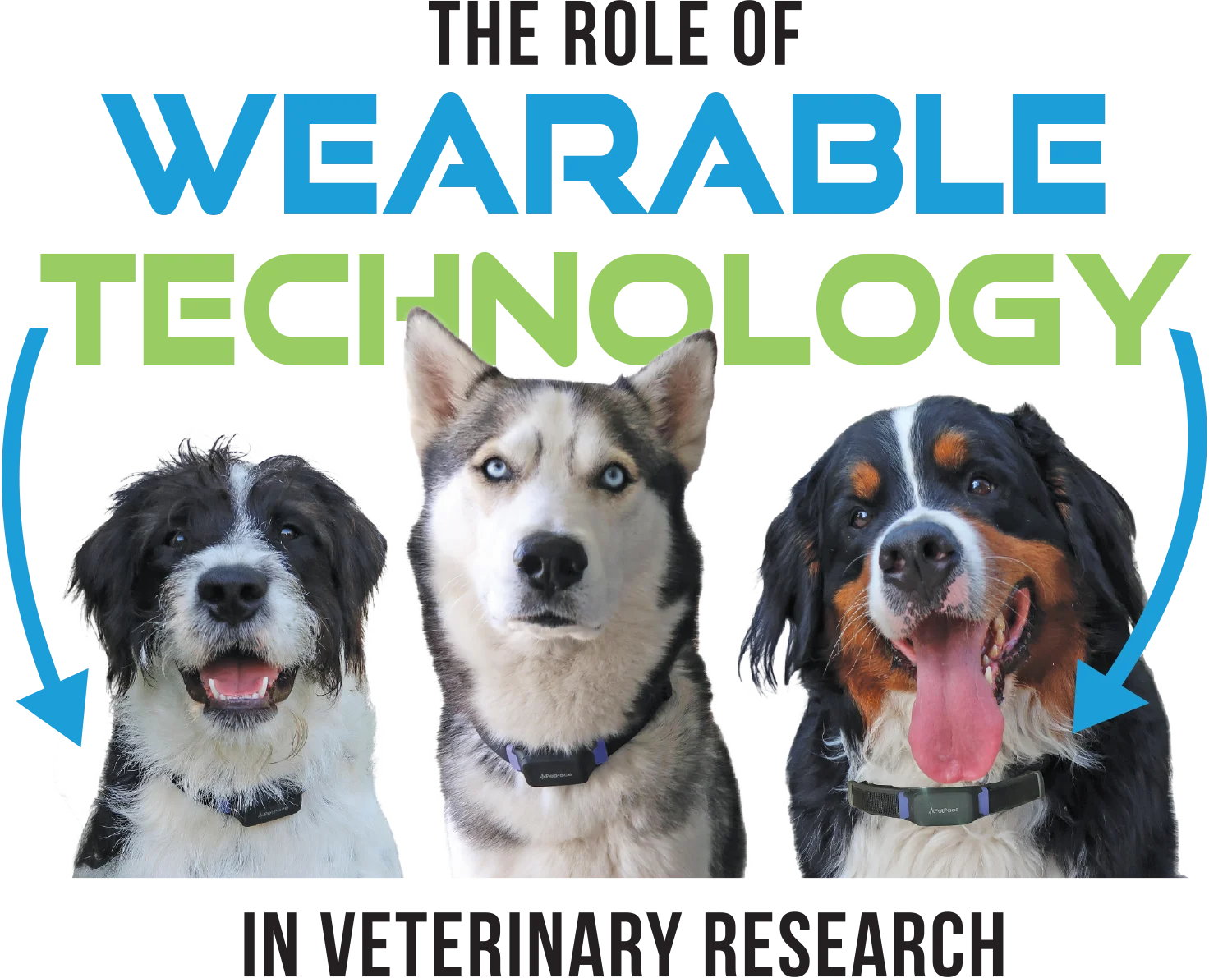 The role of wearable technology in veterinary research 