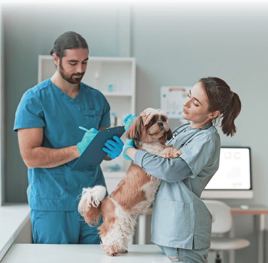 male and female giving a dog an exam in a veterinarian office