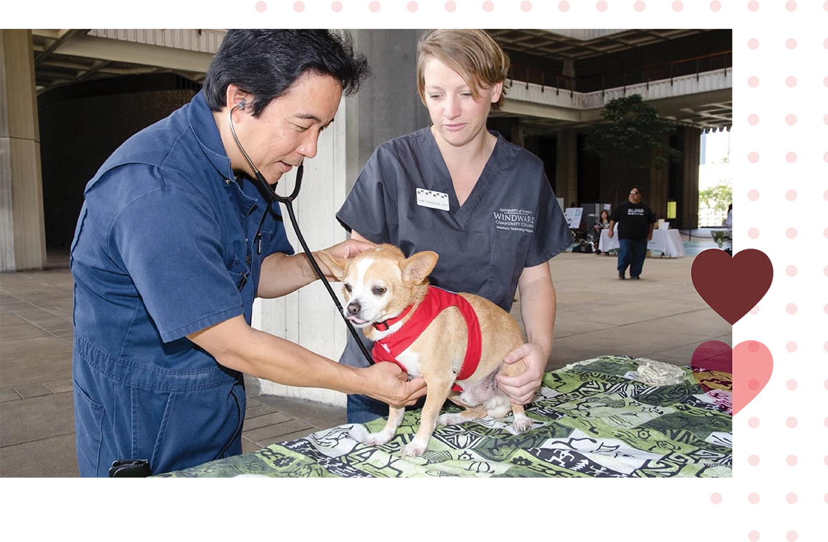 Veterinarian uses a stethoscope on a small dog assisted by a veterinary nurse.