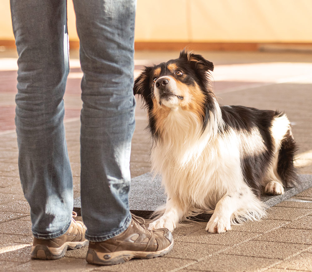 low angle view of a Australian Shepherd sitting at the feet of a person standing outside