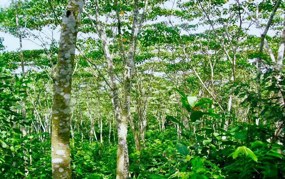 wide view of a forest of leafy trees