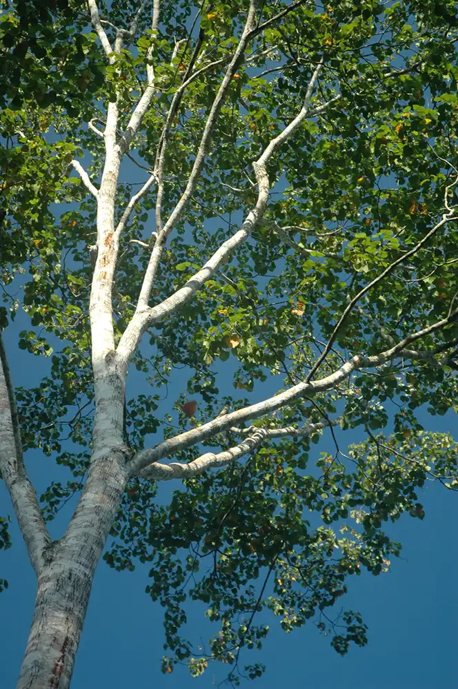 close upward view at a tall leafy tree