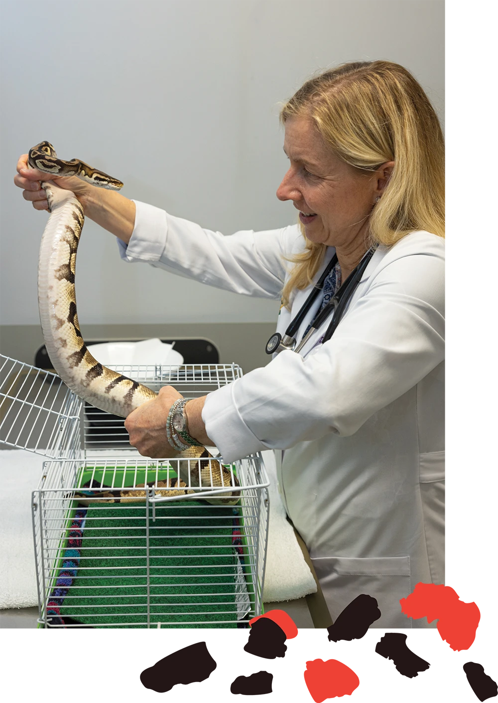 Dr. Magnuson pictured gently removing a snake from its cage while in an exam room