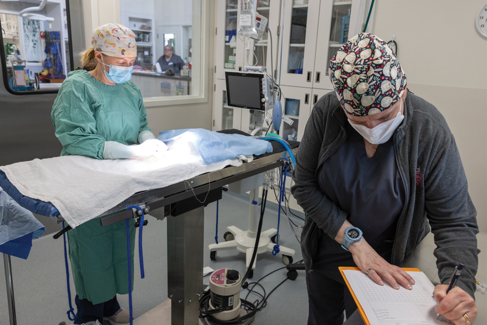 a vet tech stands to the side filling out paperwork as Dr. Magnuson performs surgery on an unseen patient in the background