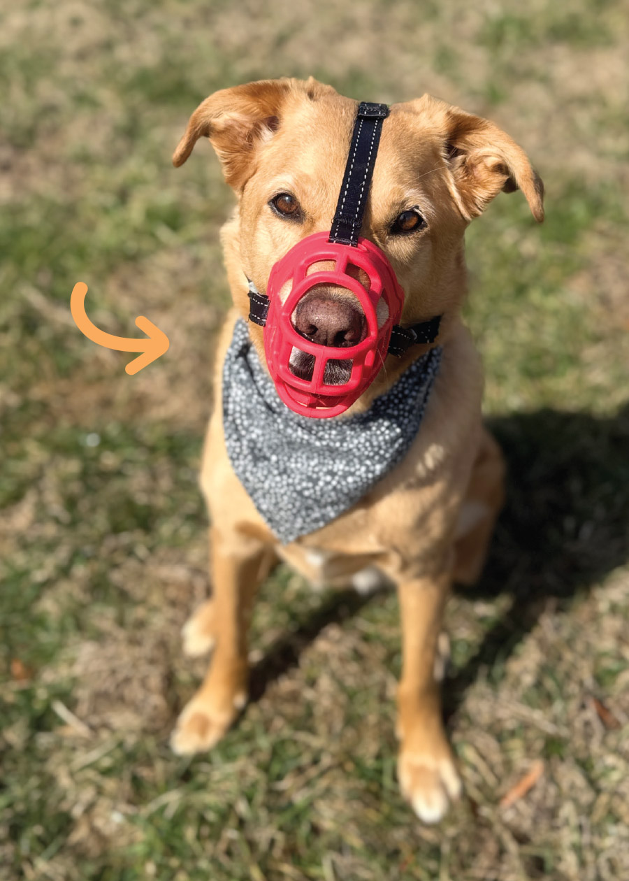 dog wearing bandana sitting with muzzle on