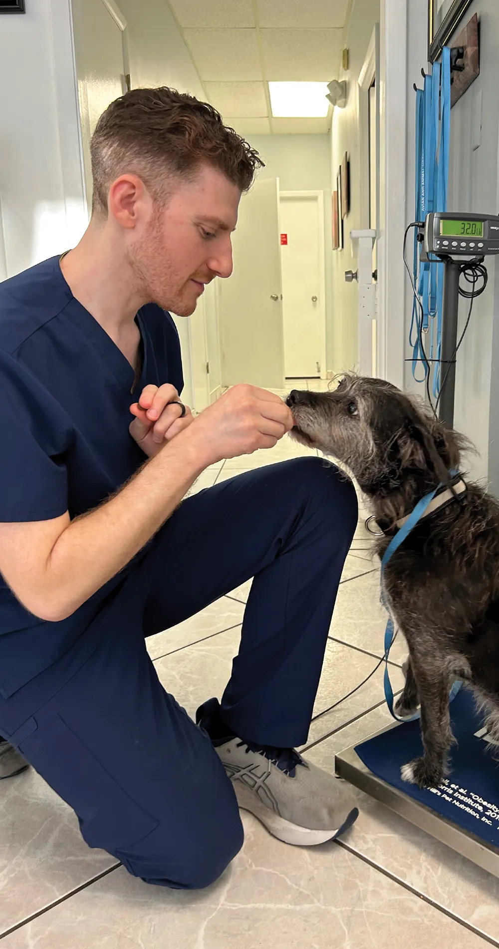 Person in scrubs interacting with a dog on a scale in a veterinary clinic.