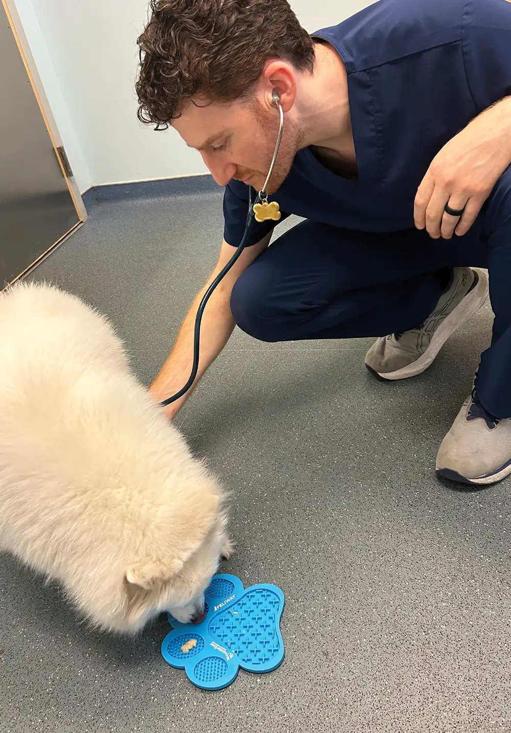 A person in blue scrubs uses a stethoscope on a fluffy white dog, which is eating from a blue paw-shaped mat on the floor.