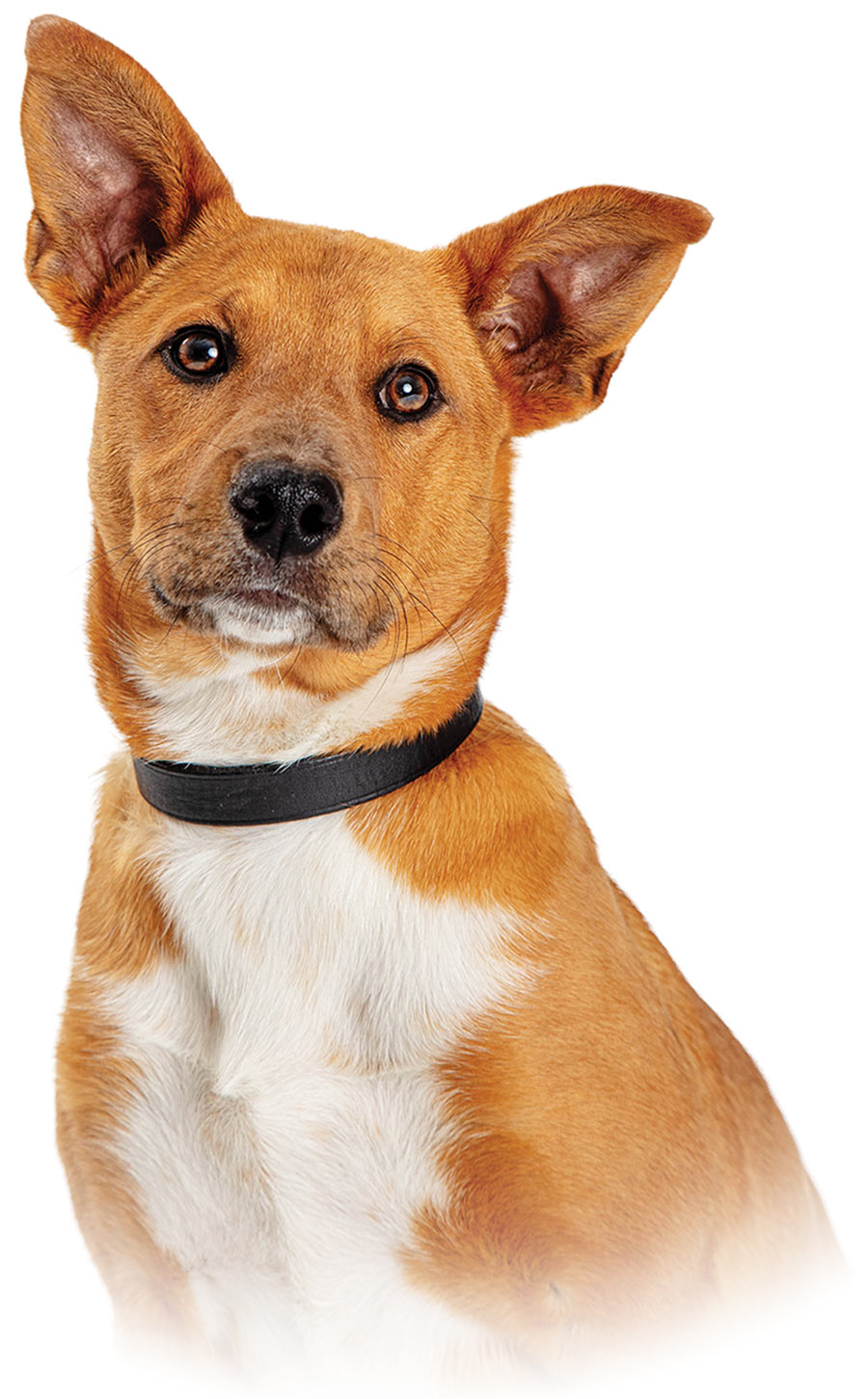 a seated brown and white mutt wearing a black collar