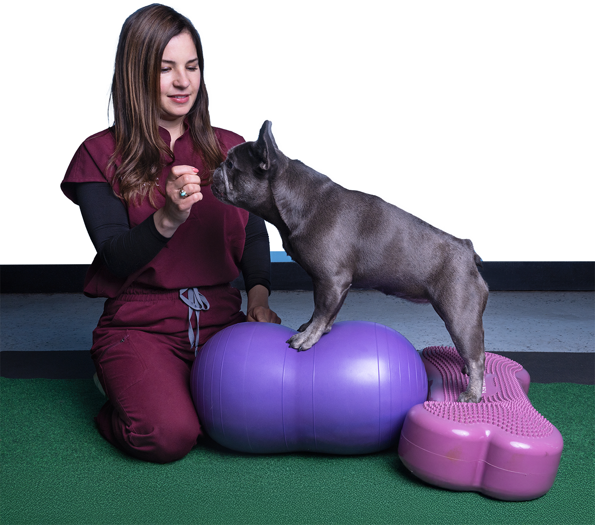 woman in scrubs training french bulldog on mobility exercise equipment