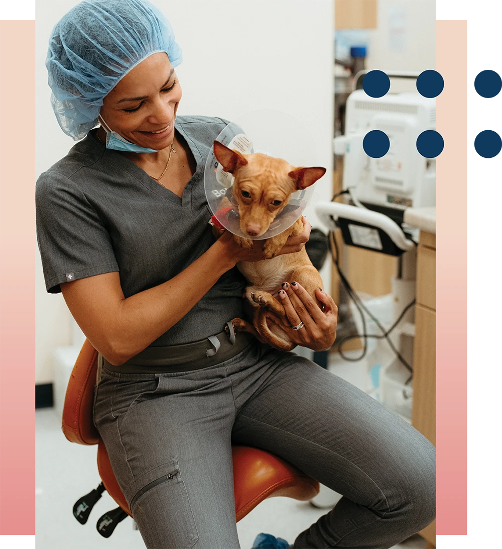 Person in scrubs holding a small dog wearing a cone in a veterinary setting.