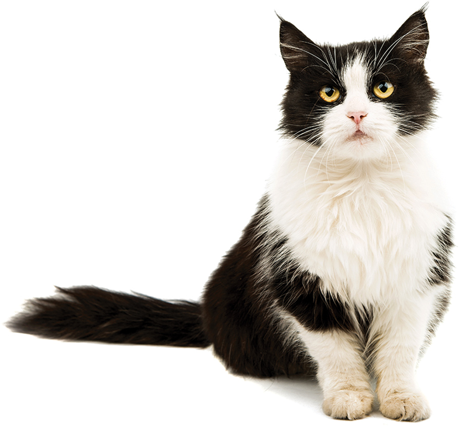 a seated tuxedo cat with bright yellow eyes