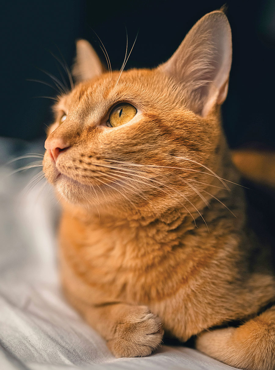 an orange cat with golden eyes looking up and to the left