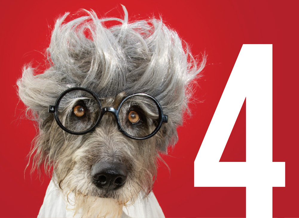 a bold white number 4 beside the image of a dog wearing a grey wig and round rimmed glasses
