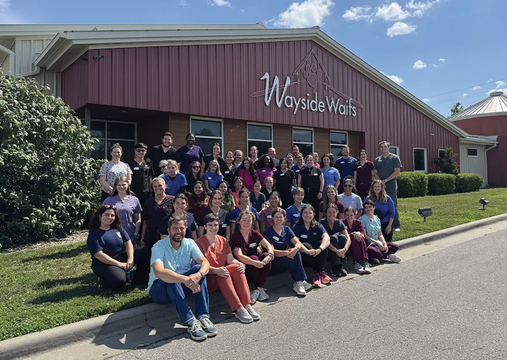 Veterinary students and faculty take a large group photo at Wayside Waifs.