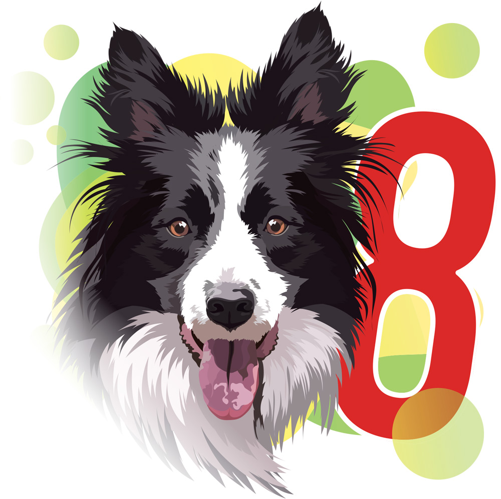 detailed illustration of a black and white Border Collie beside a bold red number 8