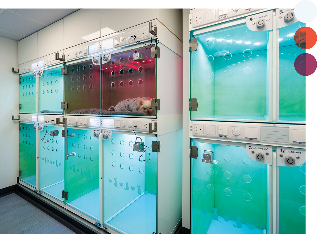 A wall of clear, modern veterinary kennels. The top left kennel is lit red with a small dog inside, while the others glow with a green-blue light.