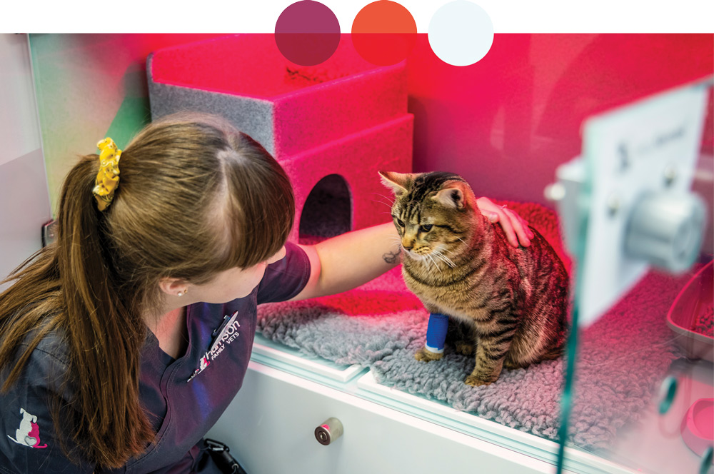 A veterinary technician gently pets a tabby cat with a blue bandage on its leg, resting in a red-lit kennel. The cat is inside a warm, modern recovery unit with soft bedding.