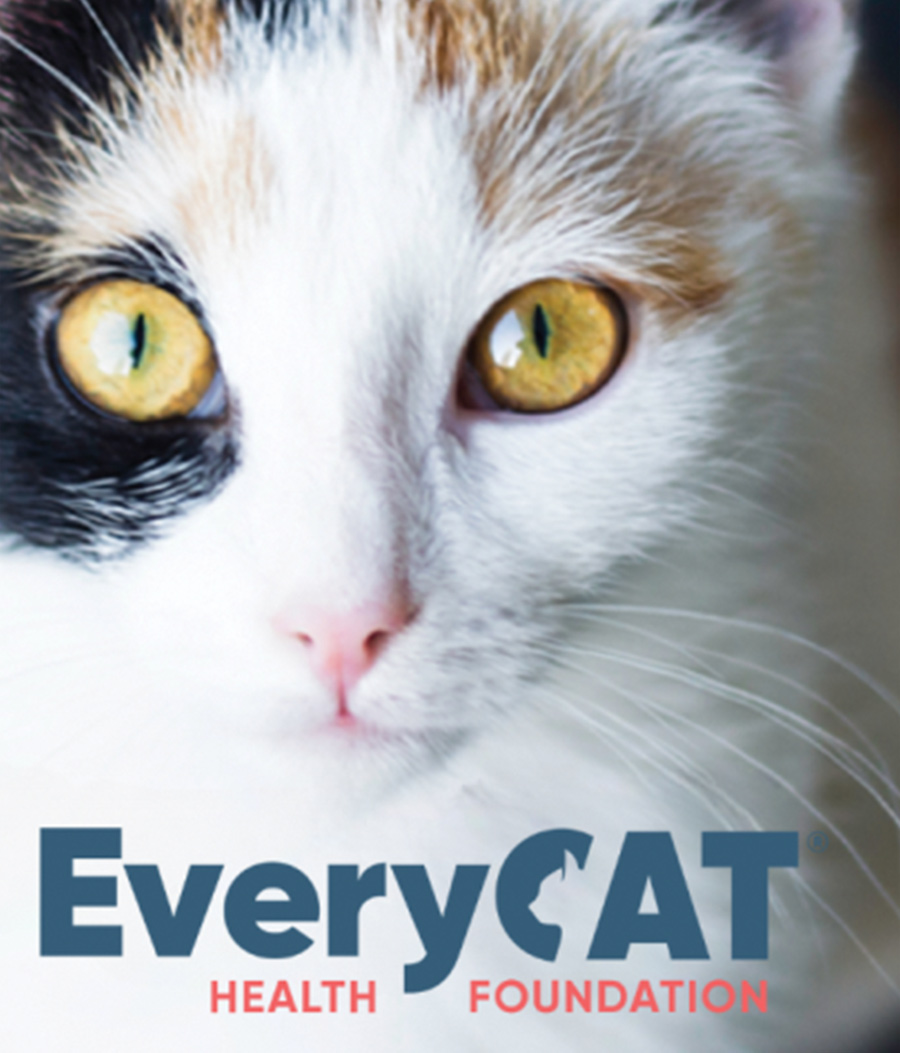 EveryCat Health Foundation typographic logo against a close up image of a yellow eyed Calico cat